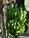 Bananera Jardines