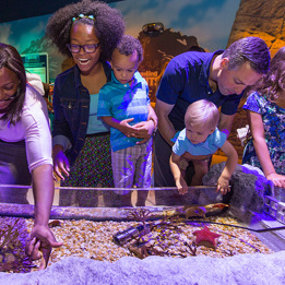 Sealife