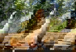 Nyc Central Park Zoo