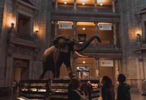 Washington Smithsonian Museum Of Natural History