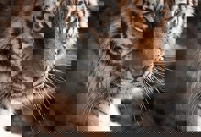 Normandy Zoo De Champrepus