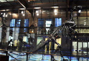 Brussels Museum Of Natural Sciences