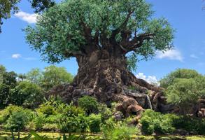 Florida Disney Animal Kingdom
