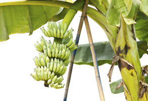 Tenerife Banana Plantation