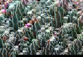 Geneva Botanical Gardens