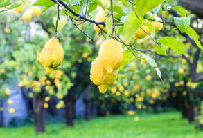 Sorrento Limoncella Facotry Lemon Garden