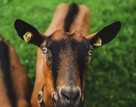 Loire Valley Goats Cheese Farm