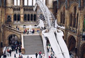 London Natural History Museum