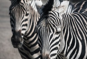 Barcelona Zoo