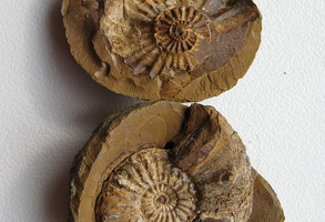 Yorkshire Fossil Casting