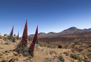 Tenerife Casa Bioclimatica